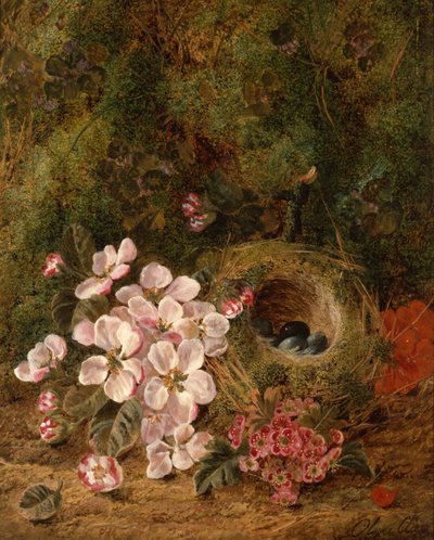 鸟巢 作者 奥利弗·克莱尔